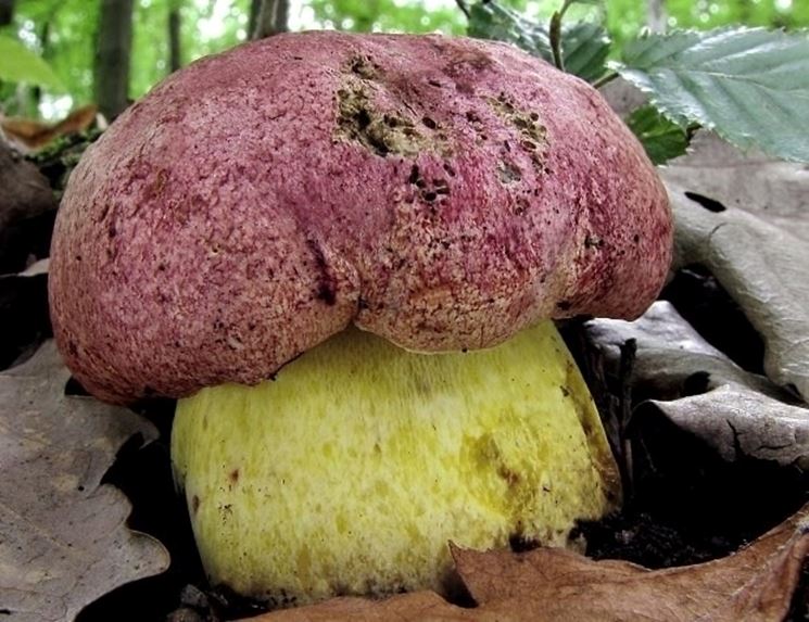 Un esemplare di boletus regius