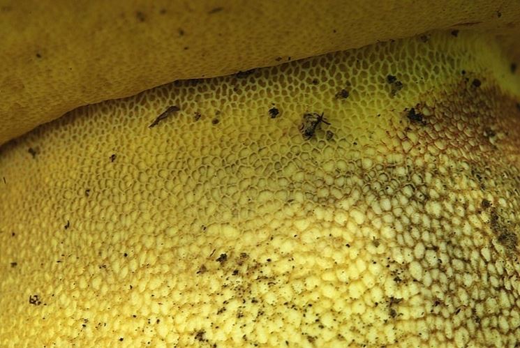 I tubuli e la reticolatura giallo oro del gambo del boletus regius
