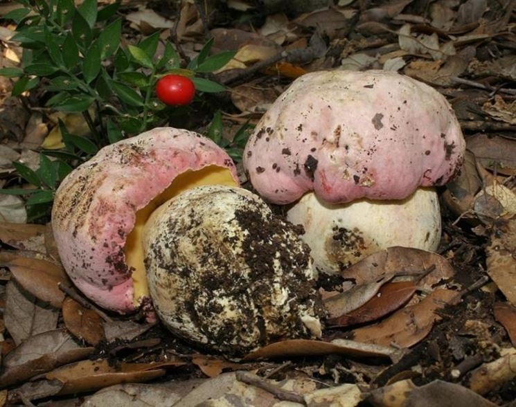 Esemplari di Boletus pulchrotinctus, che possono essere scambiati per funghi boletus regius