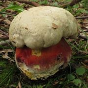 Boletus satanas