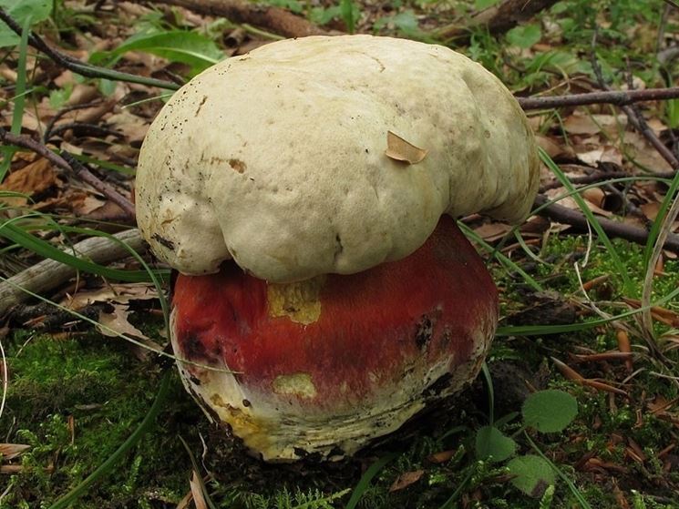 Boletus satanas