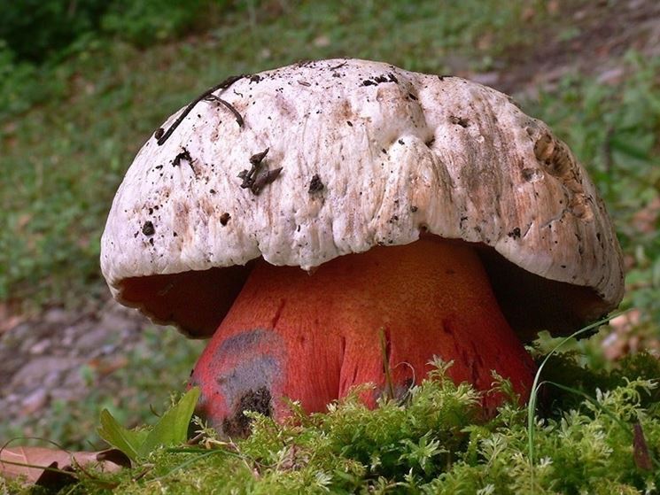 Un esemplare di Boletus satanas