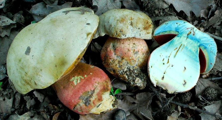 Le carni del Boletus satanas che diventano blu