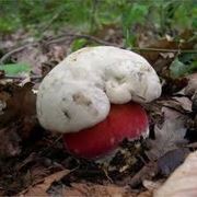 boletus