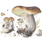 Illustrazione botanica di Boletus Edulis