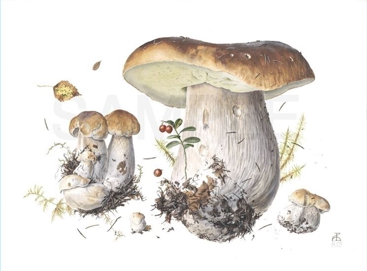 Illustrazione botanica di Boletus Edulis
