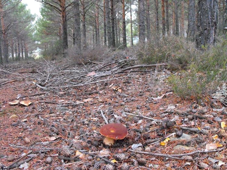 Un esemplare di Boletus pinophilus