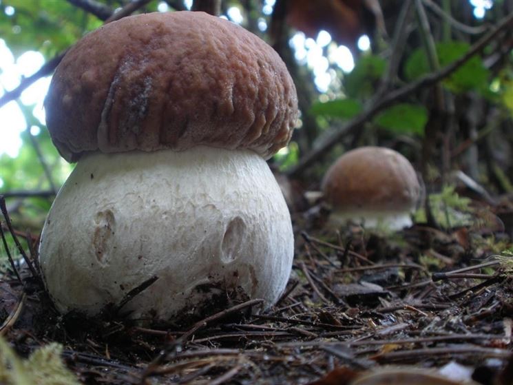 Un esemplare di Boletus Edulis