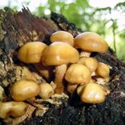 Un tipico gruppetto di funghi Kuehneromyces mutabilis, detti broche