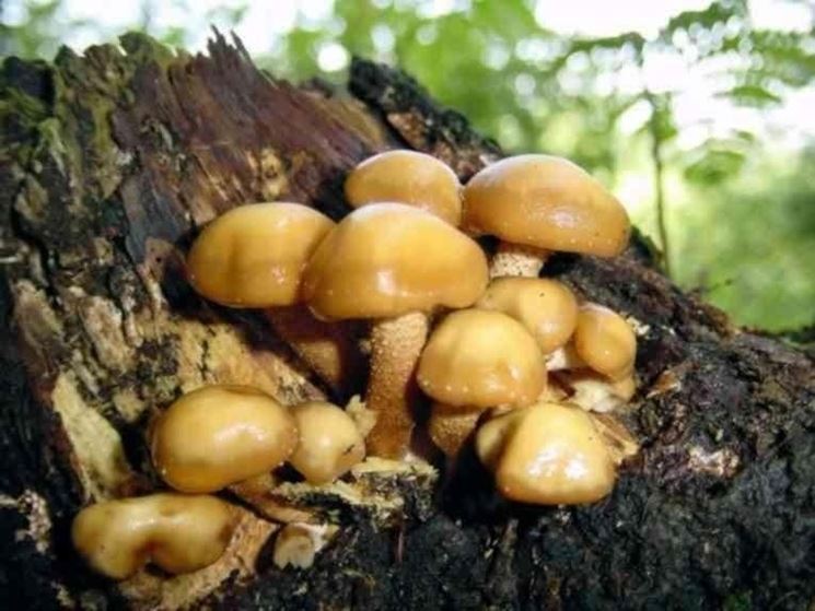 Un tipico gruppetto di funghi Kuehneromyces mutabilis, detti broche