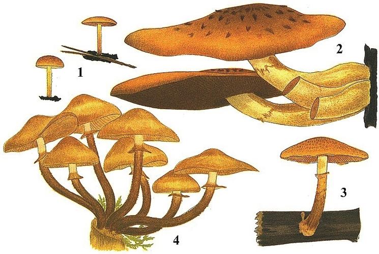 Illustrazione botanica di Kuehneromyces mutabilis