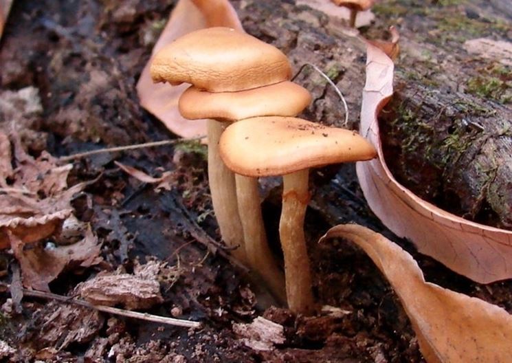 Esemplari di Galerina marginata, che si confondono facilmente con il broche