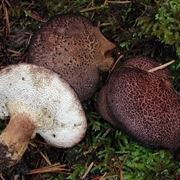 Differenti variet di funghi commestibili