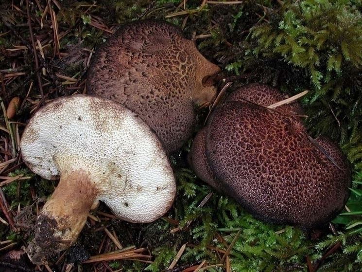 Differenti variet di funghi commestibili