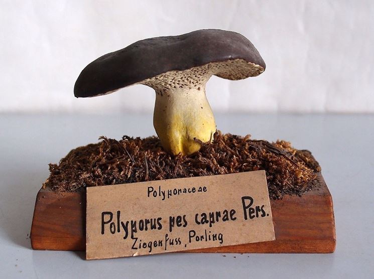 Modello di Albatrellus pes caprae