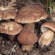 Esemplari di Boletus reticulatus