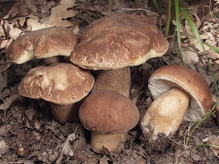 Esemplari di Boletus reticulatus