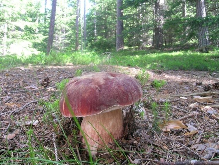 Un esemplare di Boletus pinicola