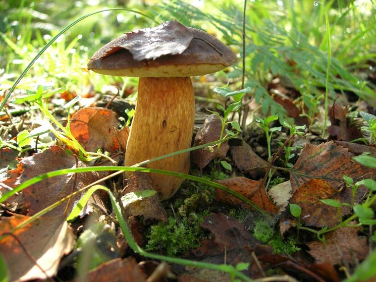 Boletus aereus