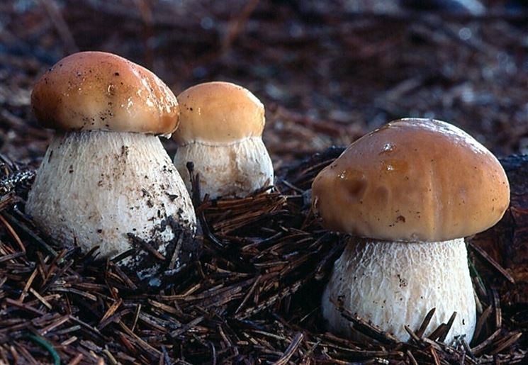 Esemplari di Boletus edulis