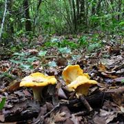 Il Cantharellus cibarius si trova facilmente nel sottobosco, per via del suo colore giallo