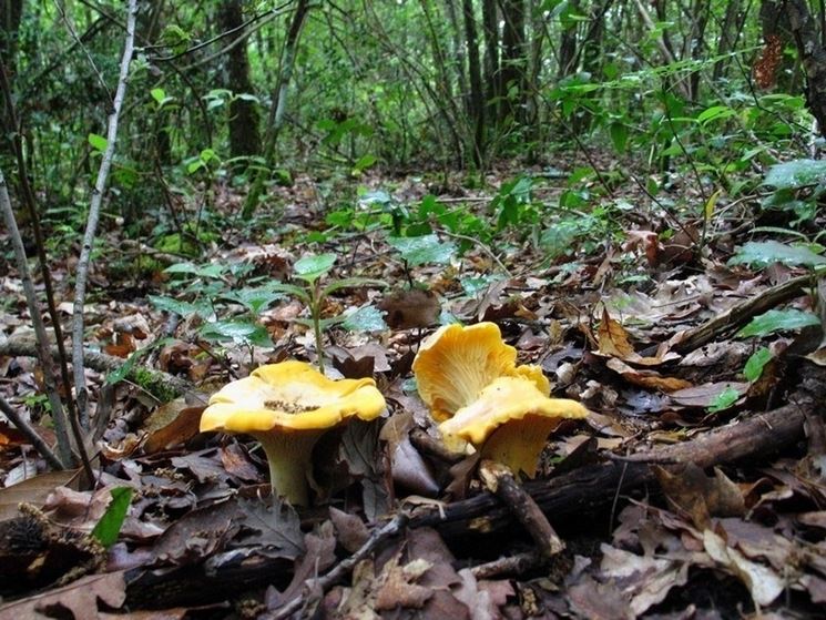 Il Cantharellus cibarius si trova facilmente nel sottobosco, per via del suo colore giallo