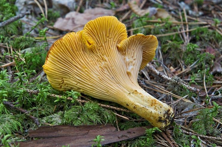 Le ben visibili pieghe che caratterizzano il gambo del Cantharellus cibarius