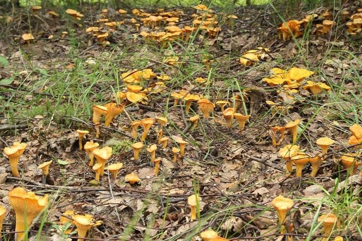 Una nutrita colonia di Cantharellus cibarius