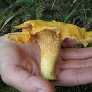 cantharellus cibarius