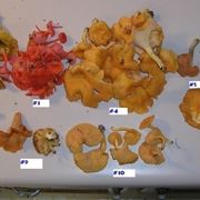 Diverse specie del genere Cantharellus