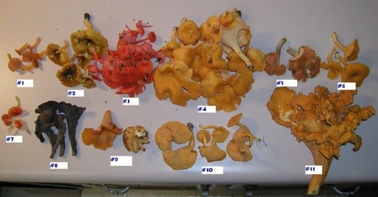 Diverse specie del genere Cantharellus