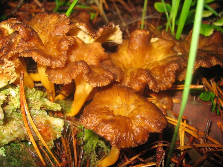 Alcuni esemplari di Cantharellus lutescens