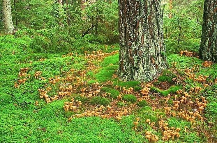 Un folto gruppo di Cantharellus lutescens