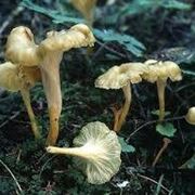 cantharellus lutescens