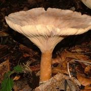 Un esemplare di Clitocybe geotropa