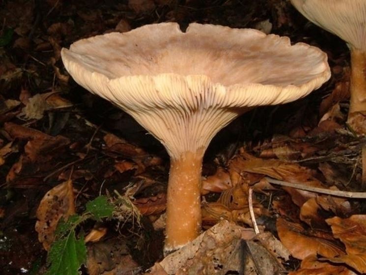 Un esemplare di Clitocybe geotropa