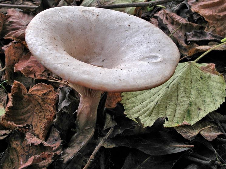 La caratteristica forma del cappello del Clitocybe geotropa