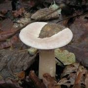 clitocybe geotropa