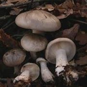 clitocybe