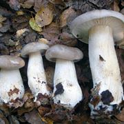 Clitocybe nebularis