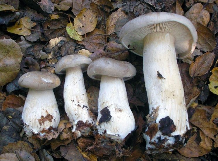 Clitocybe nebularis