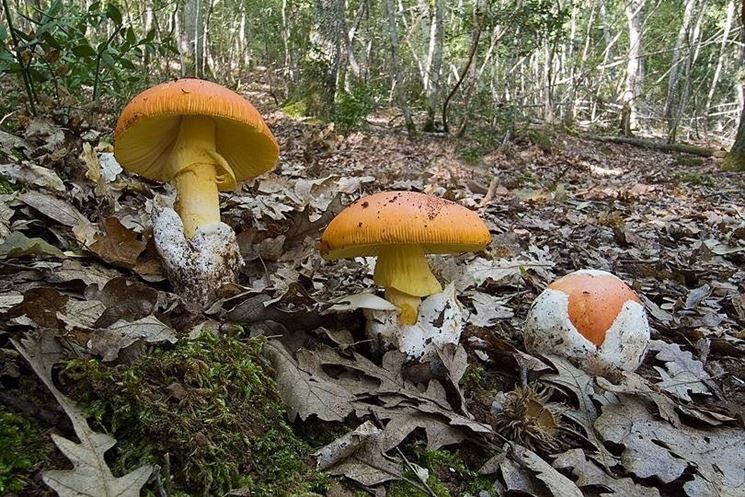 Amanita caesarea o cocco che dir si voglia