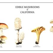 Illustrazione botanica di alcune specie di funghi, tra le quali il Coprinus comatus