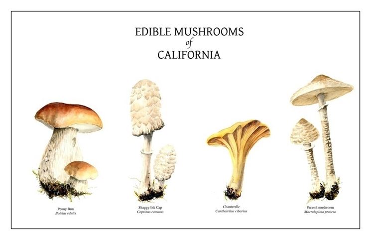 Illustrazione botanica di alcune specie di funghi, tra le quali il Coprinus comatus