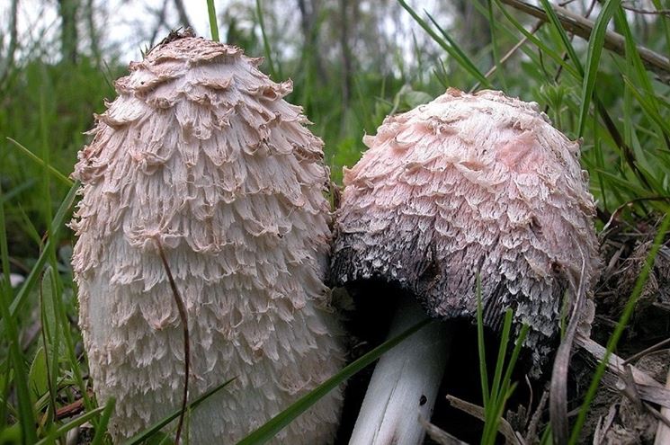 Le caratteristiche scaglie da cui  ricoperto il cappello del Coprinus comatus