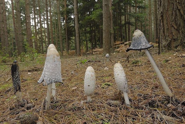 Esemplari di Coprinus comatus nel loro habitat naturale