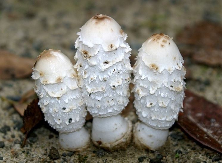 Come si deteriora il cappello del Coprinus comatus