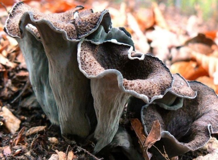 Il caratteristico aspetto imbutiforme del cappello del Craterellus cornucopioides