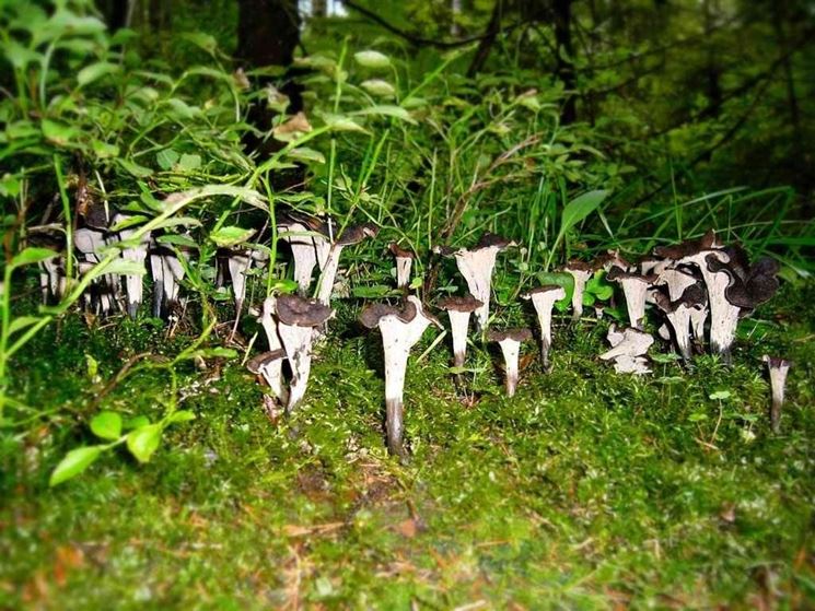 Un gruppetto di Craterellus cornucopioides nel sottobosco