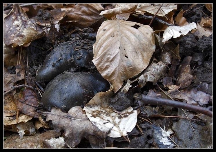 Il dormiente si occulta nel sottobosco